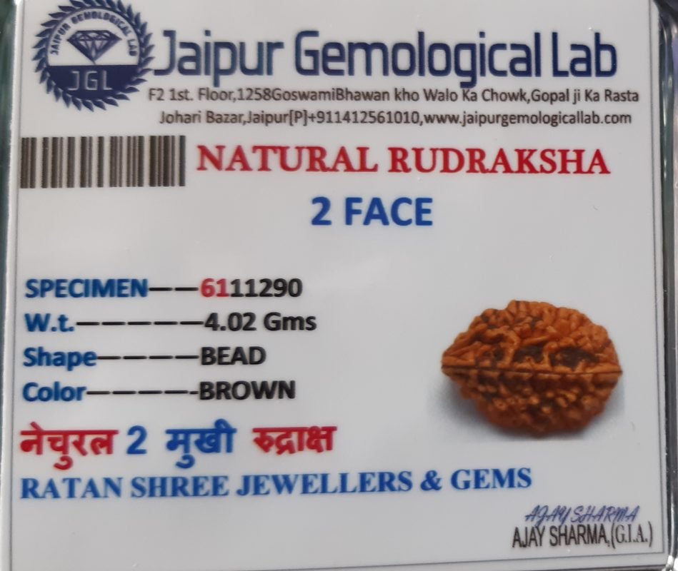 2 mukhi rudraksha certified