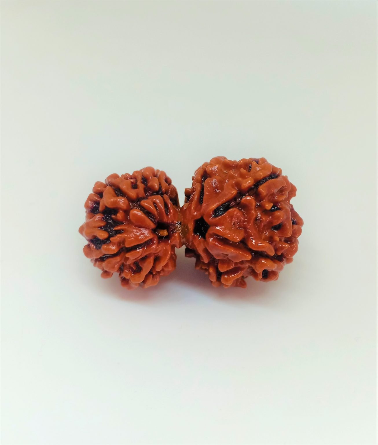 Gauri Shankar Rudraksha | 100% Natural Certified Nepali Rudraksha