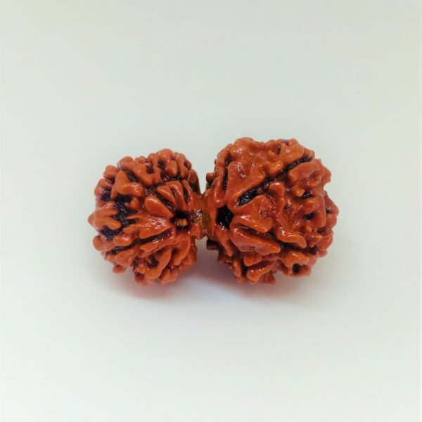 Gauri Shankar Rudraksha