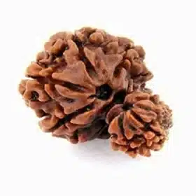 Garbh Gori Rudraksha