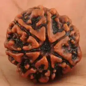 7 Mukhi