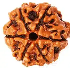 6 Mukhi