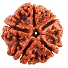 5 Mukhi