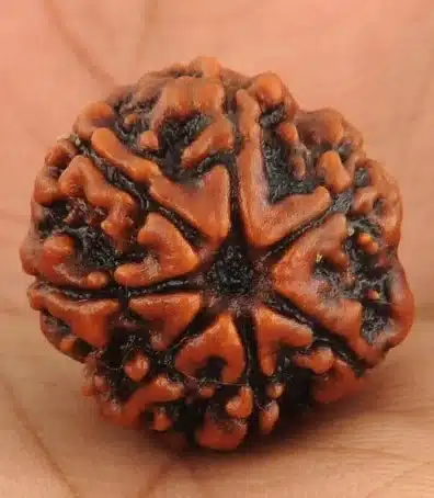 buy original rudraksha